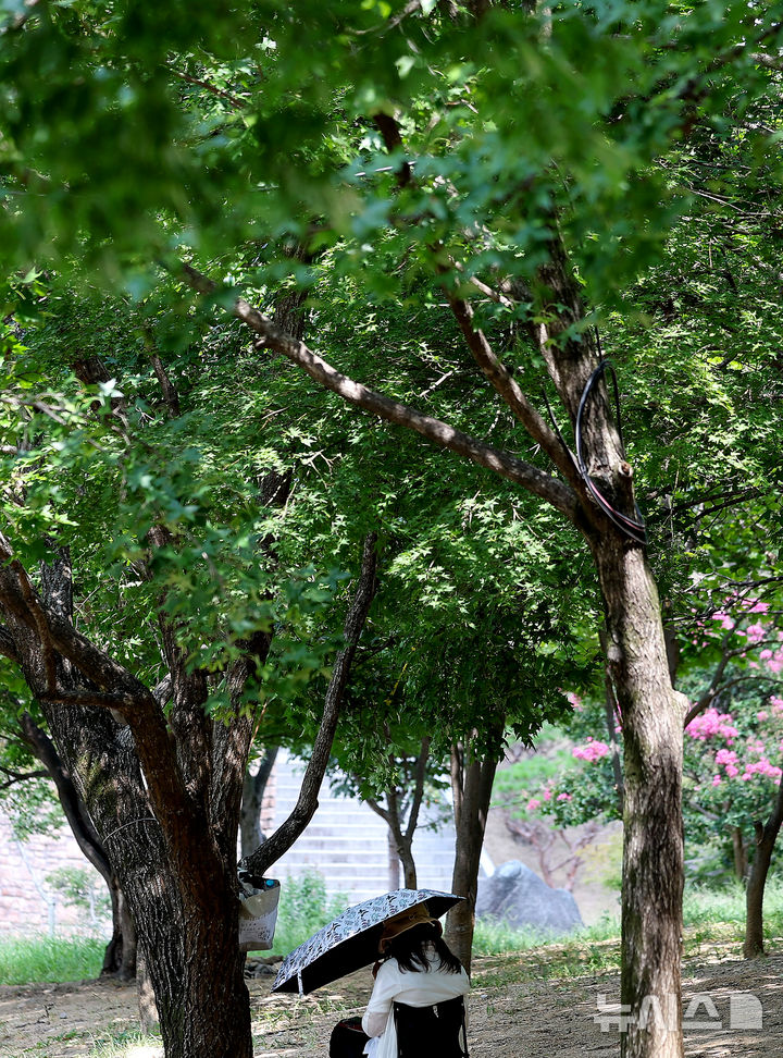 [대구=뉴시스] 이무열 기자 = 폭염이 연일 계속되고 있는 27일 대구 달서구 두류공원 나무그늘 아래서 한 시민이 더위를 식히고 있다. 2025.08.27. lmy@newsis.com