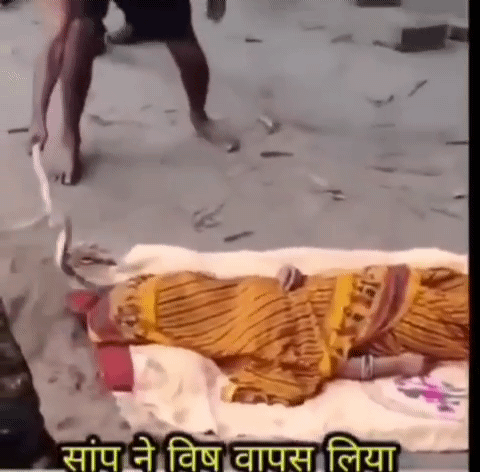 [뉴시스]인도에서 의식 잃은 여성에게 코브라를 가져다대는 충격적 장면이 포착됐다.(사진=프리프레스저널) 2025.08.26 *재판매 및 DB 금지