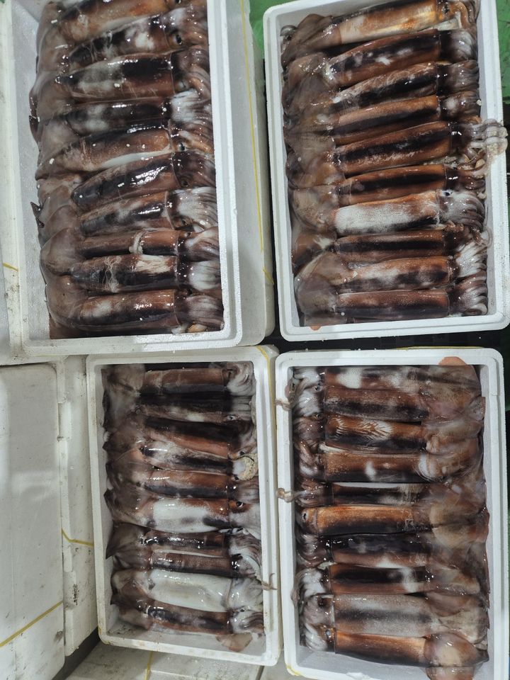 군산 비응항 위판장 오징어 (사진=군산시 제공) *재판매 및 DB 금지