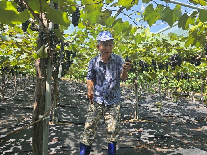 영동군 2025 포도왕 강송희씨(사진=영동군 제공) *재판매 및 DB 금지