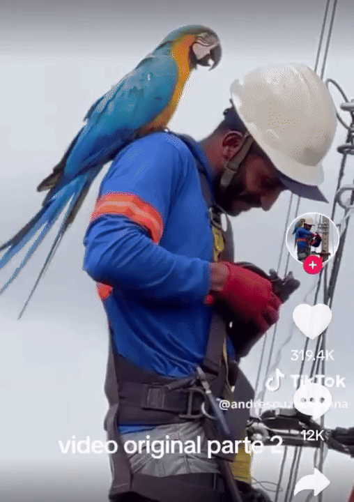 [뉴시스] 어깨 위에 올라와 다정하게 기대는 청금강앵무에 미소를 감추지 못하는 작업자. (영상=더 도도) 2025.08.23. *재판매 및 DB 금지 *재판매 및 DB 금지