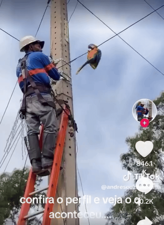 [뉴시스] 브라질에서 작업 중이던 기술자 산타나와 청금강앵무가 손을 맞잡는다. (사진=더 도도) 2025.08.23. *재판매 및 DB 금지 *재판매 및 DB 금지