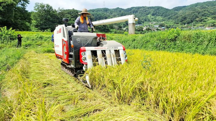 [함양=뉴시스] 경남 함양군 휴천면 서원홍씨가 벼 첫수확을 하고 있다. (사진=함양군 제공) 2025.08.28. photo@newsis.com *재판매 및 DB 금지