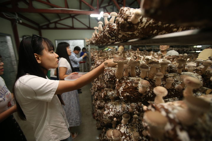 [강릉=뉴시스] 강릉산촌여행 여행객들이 지난 16일 강릉표고버섯농장 재배사에서 송이맛 표고버섯을 따고 있다.(사진=강릉표교버섯농장 제공)photo@newsis.com&nbsp; *재판매 및 DB 금지