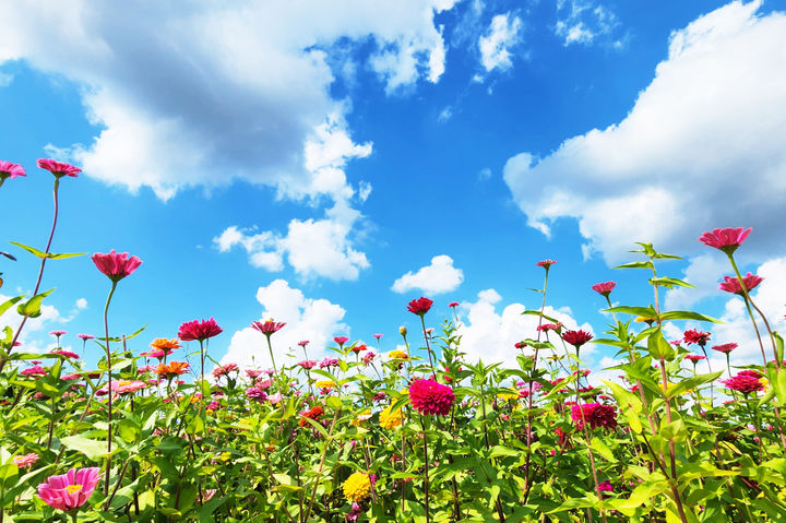  [청송=뉴시스] 산소카페 청송정원 백일홍 단지 (사진=청송군 제공) 2025.08.28. photo@newsis.com *재판매 및 DB 금지