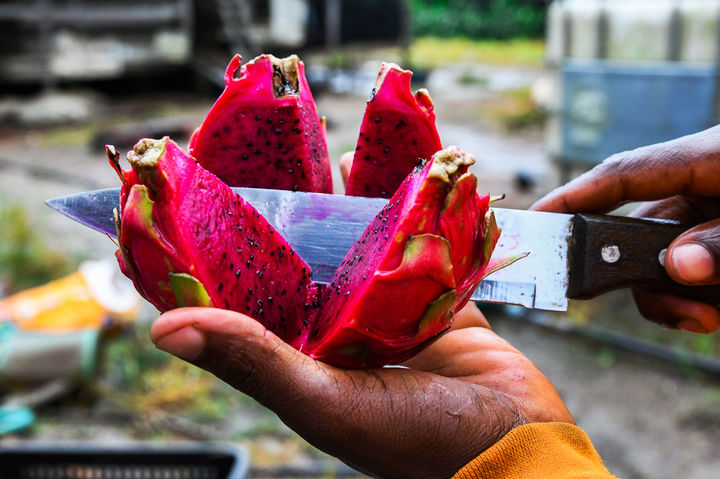 [수자=Xinhua/뉴시스] 카메룬 리토랄 지역 수자의 한 농장에서 한 농업 종사자가 잘 익은 용과를 잘라 보이고 있다. *기사 본문 이해를 돕기 위함. 2026.03.27.