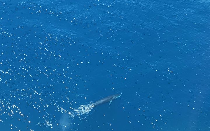 [부산=뉴시스] 항공기에서 촬영한 참고래 (사진=국립수산과학원 제공) 2025.08.29. photo@newsis.com *재판매 및 DB 금지