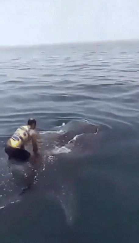 [뉴시스]한 남성이 고래상어 등 위에서 박수 치고 춤을 춘다. (사진=데일리메일) 2025.8.28 *재판매 및 DB 금지