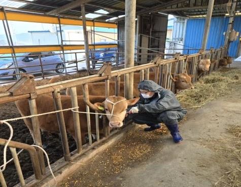 [정읍=뉴시스] 공수의사가 구제역 백신을 한우에게 접종하고 있다. *재판매 및 DB 금지