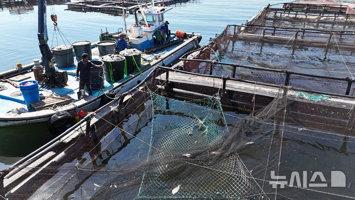 [남해=뉴시스] 차용현 기자 = 29일 경남 남해군 인근 해안에 적조가 발생해 해상 가두리에 큰 피해를 입히고 있다. 2025.08.29. con@newsis.com