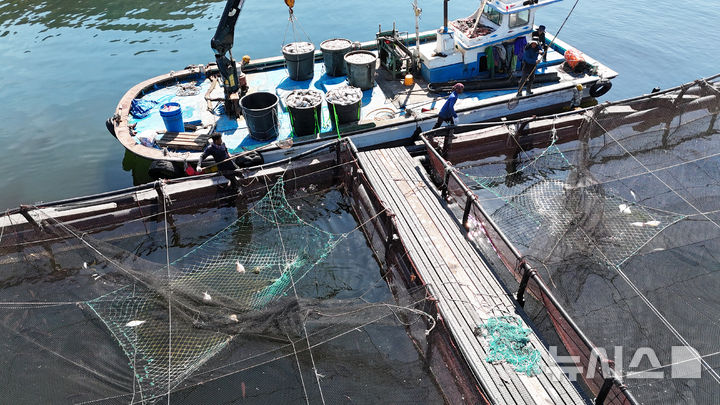 [남해=뉴시스] 차용현 기자 = 29일 경남 남해군 인근 해안에 적조가 발생해 해상 가두리에 큰 피해를 입히고 있다. 2025.08.29. con@newsis.com