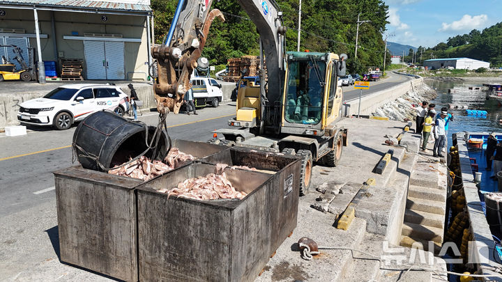 [남해=뉴시스] 차용현 기자 = 29일 경남 남해군 인근 해안에 적조가 발생해 해상가두리 등에 큰 피해를 입히고 있다. 남해군 미조면 인근 해상 가두리에서 적조로 인해 죽은 것으로 추정되는 물고기 사체를 어민들이 포크레인 등을 이용해 육지로 옮기고 있다. 2025.08.29. con@newsis.com