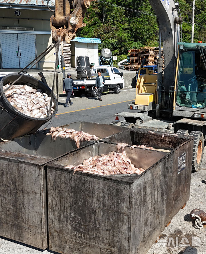 [남해=뉴시스] 차용현 기자 = 29일 경남 남해군 인근 해안에 적조가 발생해 해상가두리 등에 큰 피해를 입히고 있다. 남해군 미조면 인근 해상 가두리에서 적조로 인해 죽은 것으로 추정되는 물고기 사체를 어민들이 포크레인 등을 이용해 육지로 옮기고 있다. 2025.08.29. con@newsis.com