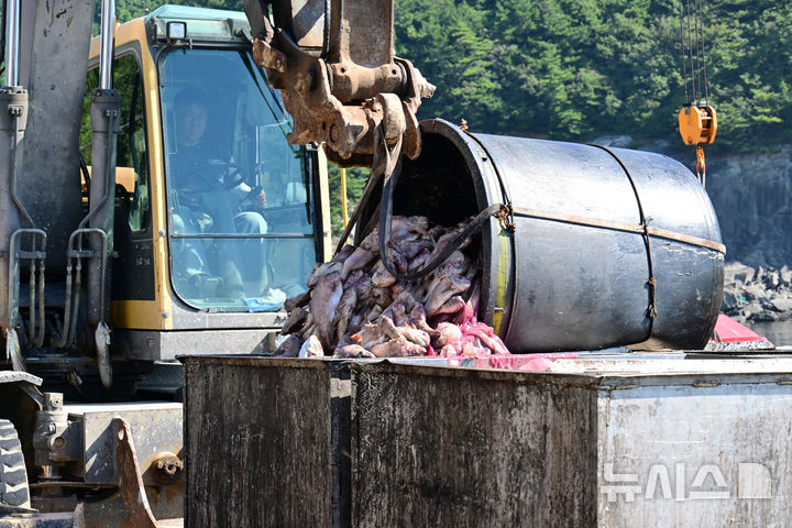 [남해=뉴시스] 차용현 기자 = 29일 경남 남해군 인근 해안에 적조가 발생해 해상가두리 등에 큰 피해를 입히고 있다. 남해군 미조면 인근 해상 가두리에서 적조로 인해 죽은 것으로 추정되는 물고기 사체를 어민들이 포크레인 등을 이용해 육지로 옮기고 있다. 2025.08.29. con@newsis.com