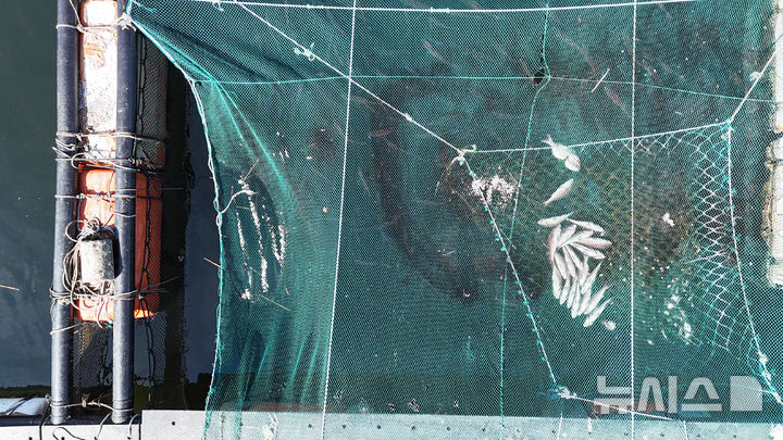 [남해=뉴시스] 차용현 기자 = 29일 경남 남해군 인근 해안에 적조가 발생해 해상 가두리에 큰 피해를 입히고 있다. 2025.08.29. con@newsis.com