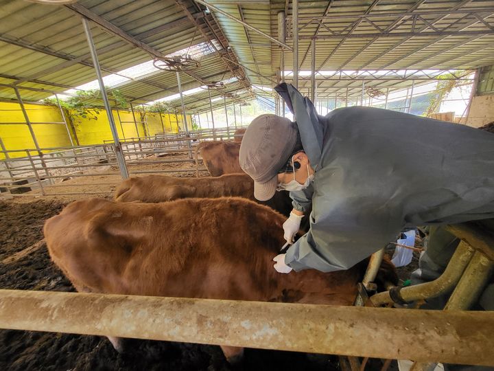 [무안=뉴시스] 구제역 백신접종 장면. (자료사진 제공 = 전남도). 2025.08.30. photo@newsis.com *재판매 및 DB 금지