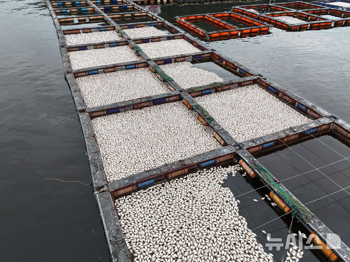 [남해=뉴시스] 차용현 기자 = 31일 적조가 밀려온 경남 남해군 미조면 인근 해상 가두리에 집단 폐사한 참돔이 물위에 떠있다. 2025.08.31. con@newsis.com