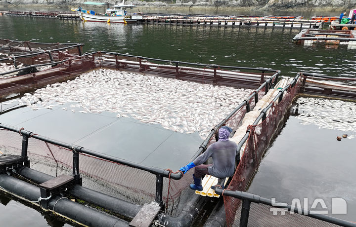 [남해=뉴시스] 차용현 기자 = 31일 경남 남해군 미조면 인근 해상가두리 양식장에서 한 어민이 적조로 집단 폐사한 참돔을 보며 망연자실하고 있다. 2025.08.29. con@newsis.com