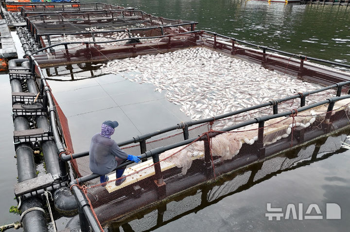 [남해=뉴시스] 차용현 기자 = 31일 경남 남해군 미조면 인근 해상가두리 양식장에서 한 어민이 적조로 집단 폐사한 참돔을 보며 망연자실하고 있다. 2025.08.29. con@newsis.com