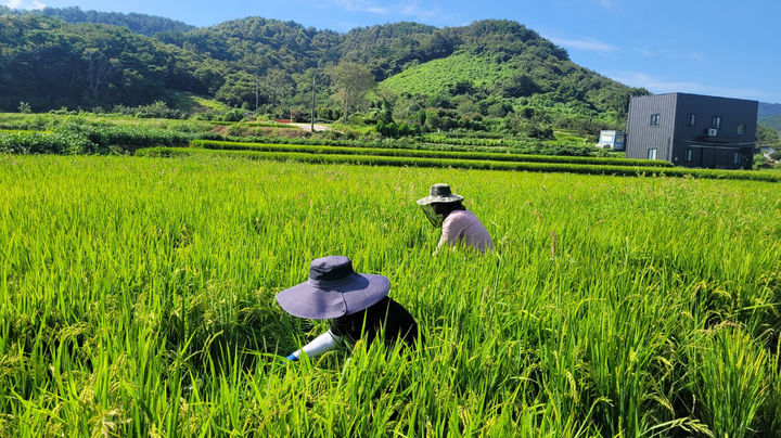 [진주=뉴시스] 경남 진주시 농업기술센터에서 벼 병해충 예찰을 실시하고 있다. (사진=진주시 제공) 2025.09.01. photo@newsis.com *재판매 및 DB 금지