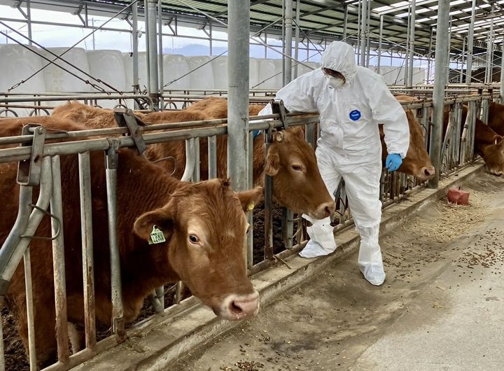 충북도 구제역 백신 접종. (사진=충북도 제공) *재판매 및 DB 금지