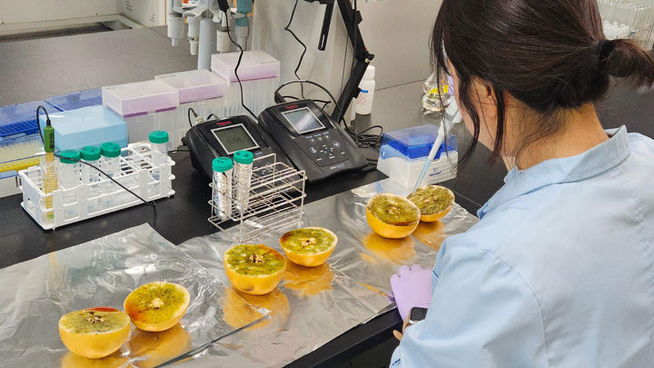 [진주=뉴시스] 경남 진주시 '배 전분함량 진단 서비스 지원'. (사진=진주시 제공) 2025.09.01. photo@newsis.com *재판매 및 DB 금지