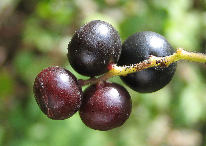 정금나무 열매(사진=경기도 제공) *재판매 및 DB 금지