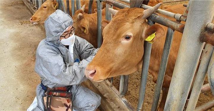 [홍천=뉴시스] 4일 홍천군(군수 신영재)은 관내 우제류에 대해 구제역 발생 위험을 선제적으로 대응하기 위해 관내 소와 염소 사육농가에 대한 백신 일제 접종을 지난 1일부터 오는 15일까지 시행한다 고 밝혔다. 사진은 강원특별자치도 제공.&nbsp; *재판매 및 DB 금지