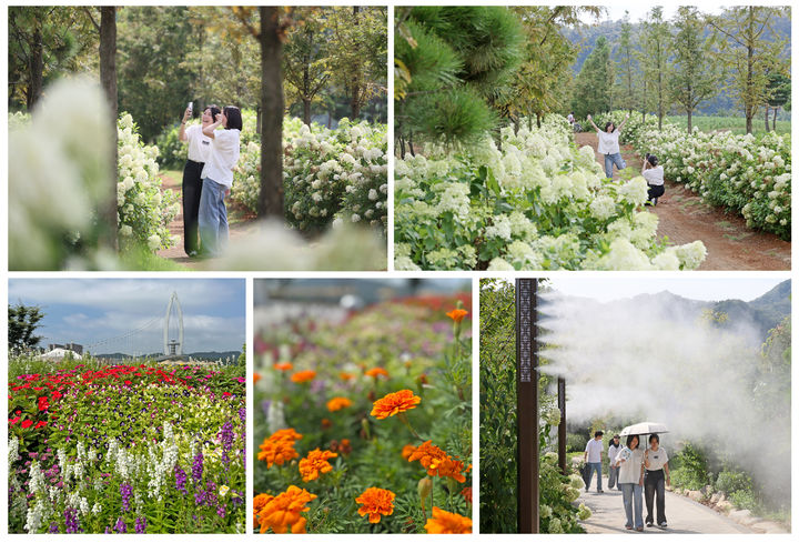 [임실=뉴시스] 수국 등 막바지 여름꽃이 만개한 임실 옥정호 붕어섬생태공원 풍경. *재판매 및 DB 금지