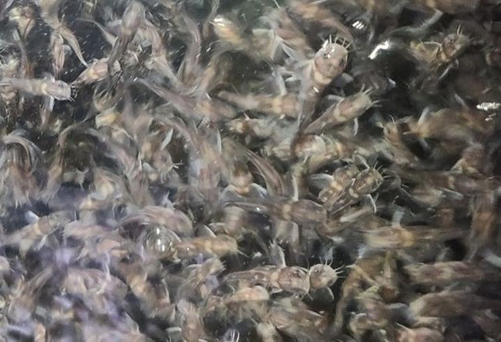 [춘천=뉴시스] 4일 강원특별자치도(도지사 김진태)는 도내 내수면 생태계 보호와 고갈된 토속어종 자원 회복을 위해, 민물 매운탕의 대표 어종인 동자개 치어 40만 마리를 홍천 등 5개 시군에 방류한다 고 밝혔다. 강원특별자치도 제공. *재판매 및 DB 금지