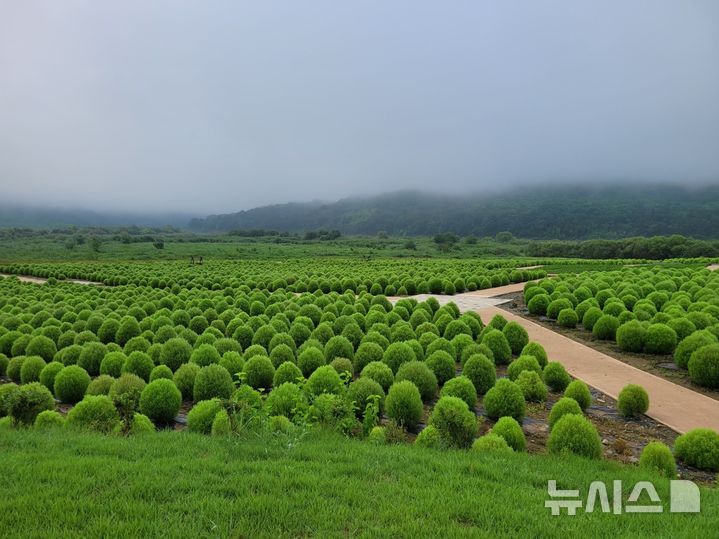[연천=뉴시스] 임진강 댑싸리 정원. (사진=연천군청 제공) 2025.09.01 photo@newsis.com