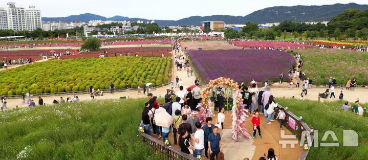 [양주=뉴시스] 양주 천만송이 천일홍 축제. (사진=양주시청 제공) 2025.09.01 photo@newsis.com