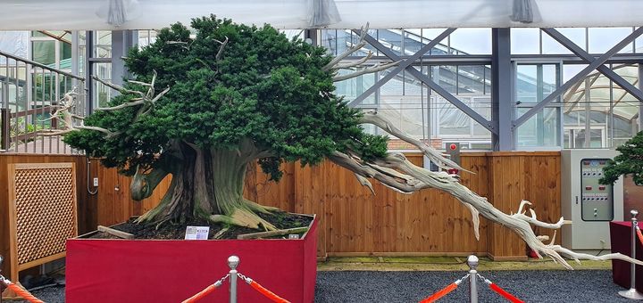 [신안=뉴시스]주목나무 분재. (사진=신안군 제공) 2025.09.01. photo@newsis.com *재판매 및 DB 금지