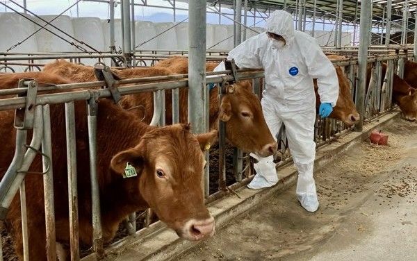 "구제역 재발 막자" 보은군, 소·염소 4만8000마리 일제접종