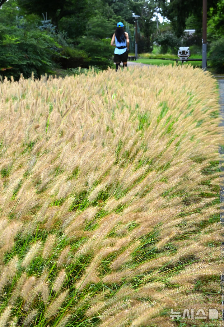 [수원=뉴시스] 김종택 기자 = 1일 경기 수원시 팔달구 서호잔디광장에 가을의 시작을 알리는 수크렁이 활짝 피어있다. 2025.09.01. jtk@newsis.com
