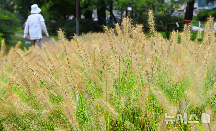 [수원=뉴시스] 김종택 기자 = 1일 경기 수원시 팔달구 서호잔디광장에 가을의 시작을 알리는 수크렁이 활짝 피어있다. 2025.09.01. jtk@newsis.com