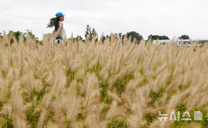 [수원=뉴시스] 김종택 기자 = 1일 경기 수원시 팔달구 서호잔디광장에 가을의 시작을 알리는 수크렁이 활짝 피어있다. 2025.09.01. jtk@newsis.com