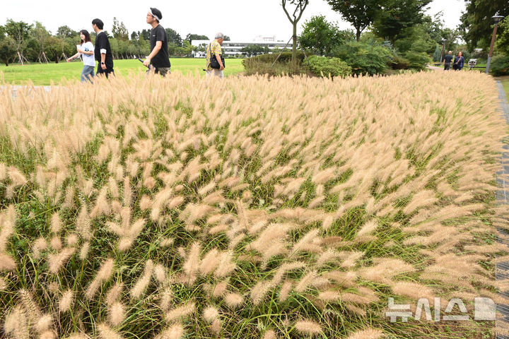 [수원=뉴시스] 김종택 기자 = 1일 경기 수원시 팔달구 서호잔디광장에 가을의 시작을 알리는 수크렁이 활짝 피어있다. 2025.09.01. jtk@newsis.com