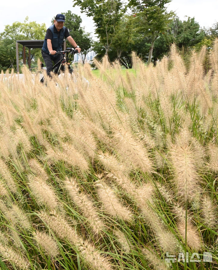 [수원=뉴시스] 김종택 기자 = 1일 경기 수원시 팔달구 서호잔디광장에 가을의 시작을 알리는 수크렁이 활짝 피어있다. 2025.09.01. jtk@newsis.com