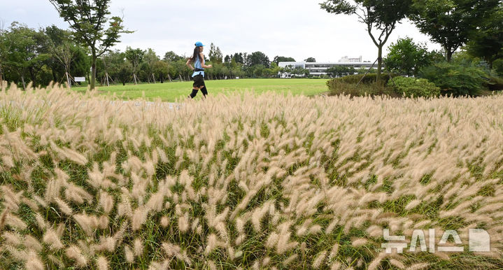 [수원=뉴시스] 김종택 기자 = 1일 경기 수원시 팔달구 서호잔디광장에 가을의 시작을 알리는 수크렁이 활짝 피어있다. 2025.09.01. jtk@newsis.com