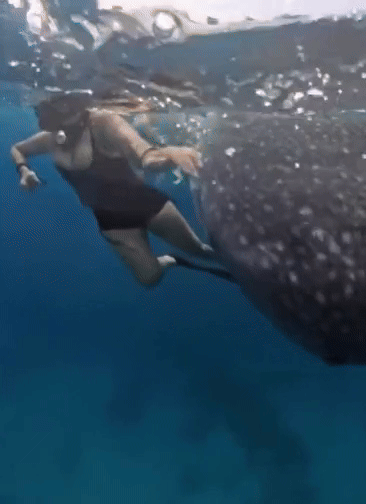 [뉴시스]스노클링을 하던 여성이 상어에게서 헤엄쳐 도망치는 순간이 담겼다. (사진=데일리메일) 2025.9.1 *재판매 및 DB 금지