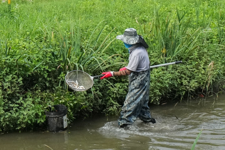 망월천 물고기 집단폐사 현장에서 작업자들이 죽은 물고기를 수거하고 있다. (사진=최훈종 의원 제공) photo@newsis.com *재판매 및 DB 금지