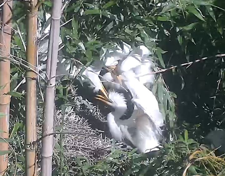 [울산=뉴시스] 울산시는 지난 6월 2일부터 8월 11일까지 삼호철새공원에 설치된 관찰카메라(CCTV)를 통해 중백로의 산란과 부화에서 이소까지 번식 과정을 기록했다고 3일 밝혔다. (사진= 울산시 제공) 2025.09.02.photo@newsis.com *재판매 및 DB 금지