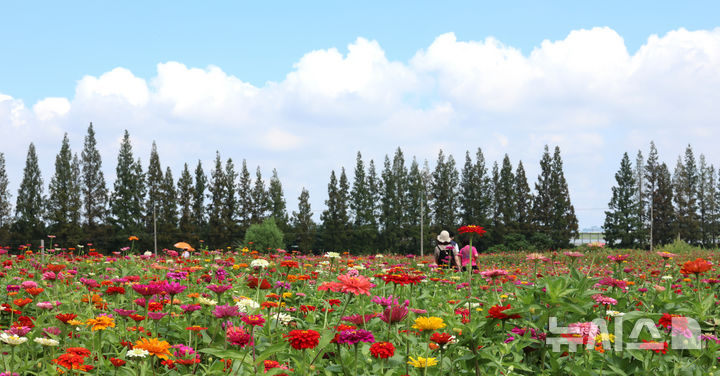 [인천=뉴시스] 전진환 기자 = 2일 오후 인천 계양구 경인아라뱃길 계양아라온을 찾은 시민들이 인근 화단에 핀 백일홍을 감상하고 있다.&nbsp; 계양구는 가을의 정취를 더할 24,979㎡(약 7,550평) 규모의 백일홍 꽃밭을 조성해 오는 10월 초까지 개방한다. 2025.09.02. amin2@newsis.com