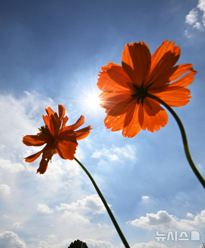 [수원=뉴시스] 김종택 기자 = 전국적으로 30도 안팎의 더위가 이어진 2일 경기 수원시 탑동 시민농장에 황화코스모스가 활짝 피어 있다. 2025.09.02. jtk@newsis.com