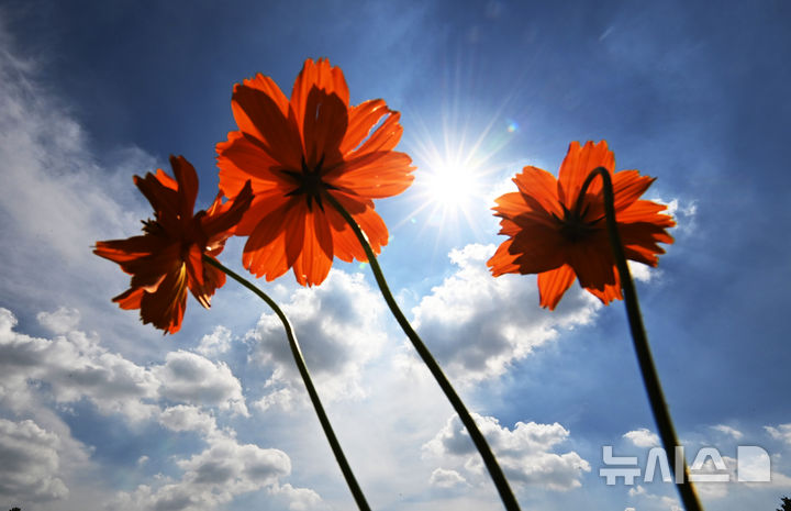 [수원=뉴시스] 김종택 기자 = 전국적으로 30도 안팎의 더위가 이어진 2일 경기 수원시 탑동 시민농장에 황화코스모스가 활짝 피어 있다. 2025.09.02. jtk@newsis.com