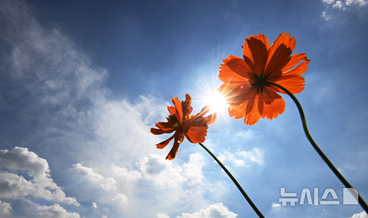 [수원=뉴시스] 김종택 기자 = 전국적으로 30도 안팎의 더위가 이어진 2일 경기 수원시 탑동 시민농장에 황화코스모스가 활짝 피어 있다. 2025.09.02. jtk@newsis.com