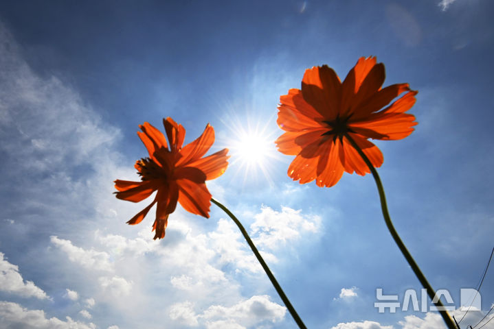 [수원=뉴시스] 김종택 기자 = 전국적으로 30도 안팎의 더위가 이어진 2일 경기 수원시 탑동 시민농장에 황화코스모스가 활짝 피어 있다. 2025.09.02. jtk@newsis.com