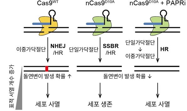 [울산=뉴시스] DNA의 이중 나선을 모두 절단하는 방식과 단일 가닥만 절단하는 방식을 비교한 연구. (사진=울산과학기술원 제공) 2025.09.03. photo@newsis.com *재판매 및 DB 금지