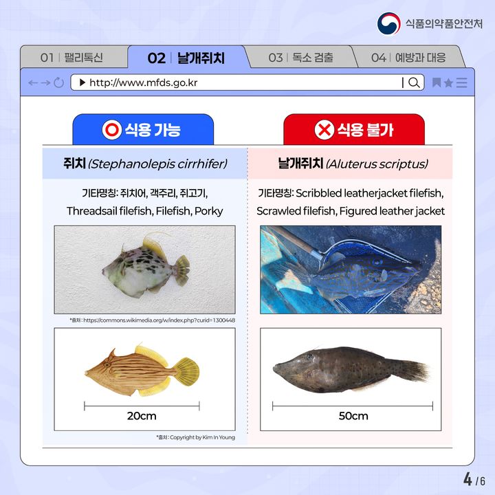 [서울=뉴시스] 식품의약품안전처는 바다낚시 활동이 증가하는 가을을 맞이해 복어는 반드시 조리자격을 취득한 전문가가 조리해야 한다고 3일 밝혔다. (사진=식약처 제공) 2025.09.03. photo@newsis.com *재판매 및 DB 금지